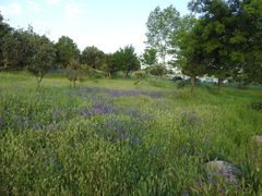 Echium plantagineum