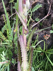 Pedicularis tristis