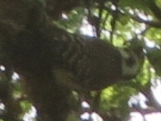 Chloropicus obsoletus