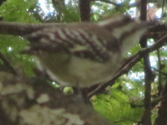 Chloropicus obsoletus