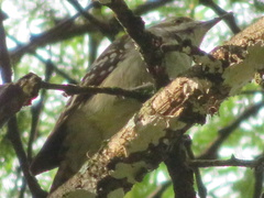 Chloropicus obsoletus