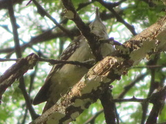 Chloropicus obsoletus
