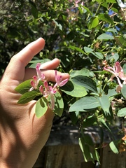 Lonicera tatarica