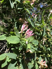 Lonicera tatarica