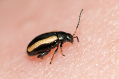 Phyllotreta undulata