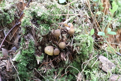 Mycena viridimarginata