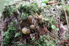 Mycena viridimarginata