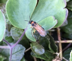 Athalia rosae