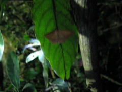 Pseudonadagara semicolor