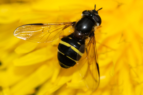 Yellow-girdled Brusheye, photo 4 of 10
