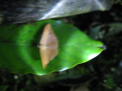 Pseudonadagara semicolor