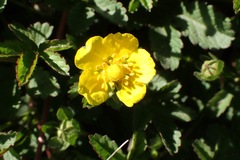 Potentilla erecta