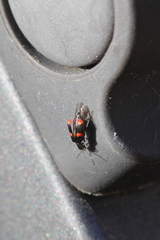 Anthocomus fasciatus