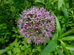 Allium rosenorum