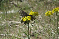 Papilio machaon bairdii