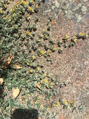 Acmispon argophyllus argophyllus