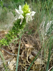 Stachys atherocalyx