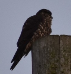 Falco columbarius suckleyi