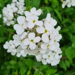 Hesperis