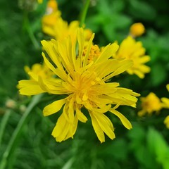 Crepis biennis