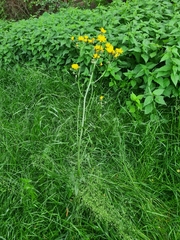 Crepis biennis