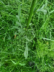 Crepis biennis