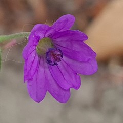 Geranium