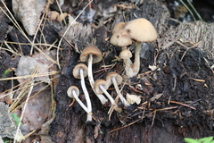 Psathyrella fatua