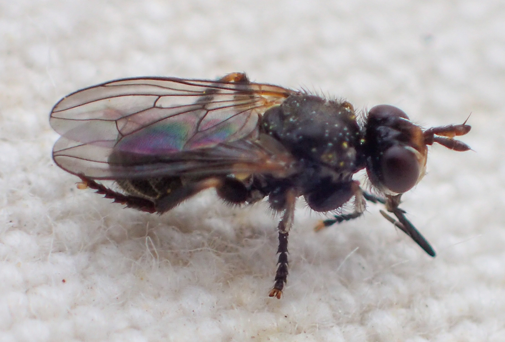 Thecophora nigripes