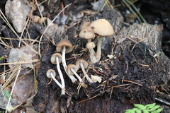 Psathyrella fatua