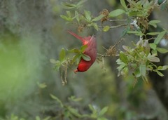 Cardinalis cardinalis