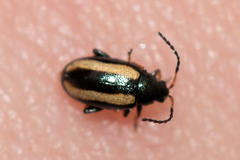 Phyllotreta undulata