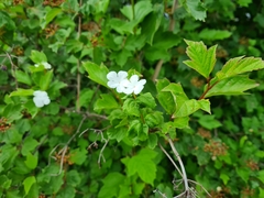 Viburnum opulus