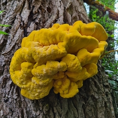 Laetiporus sulphureus
