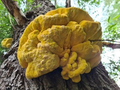 Laetiporus sulphureus