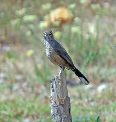 Cercotrichas coryphoeus coryphoeus