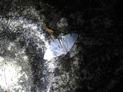 Lomographa claripennis