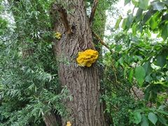Laetiporus sulphureus