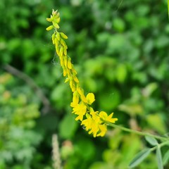 Melilotus officinalis