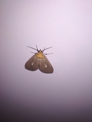 Asota producta