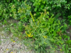 Melilotus officinalis