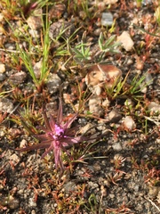 Castilleja densiflora gracilis