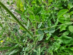 Melilotus officinalis