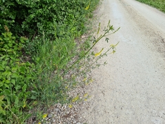 Melilotus officinalis