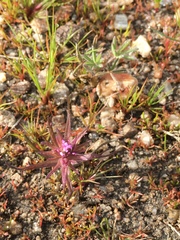 Castilleja densiflora gracilis