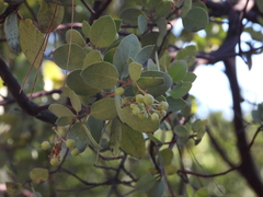 Arctostaphylos viscida mariposa