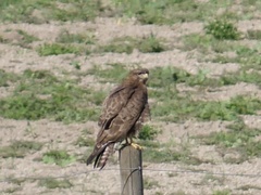 Buteo buteo