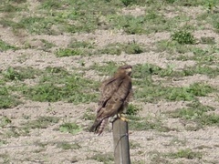 Buteo buteo