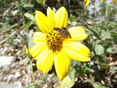 Acmaeodera