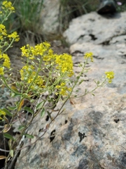 Odontarrhena tortuosa